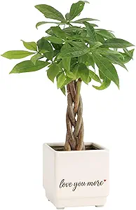 Money Tree Feng Shui Plant