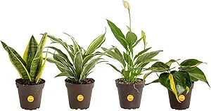 Costa Farms 4-Pack Live Feng Shui Plants